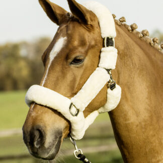 Busse Halfter GUARD*