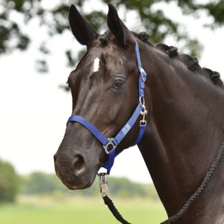 Busse Halfter HANSA*