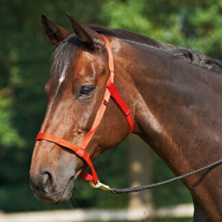 Busse Halfter WEIDE*