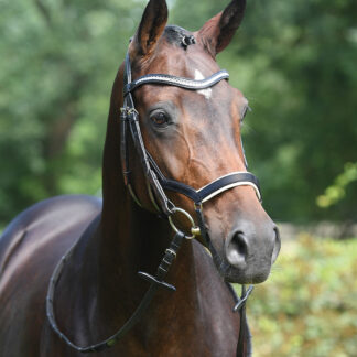 Busse Trense MODENA*