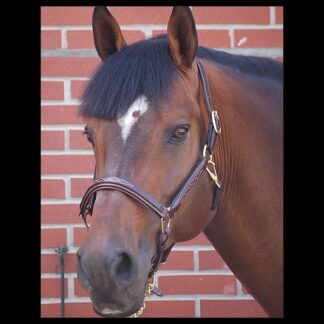 Dyon DCollection 2in1 Lederhalfter Travel & Grooming*