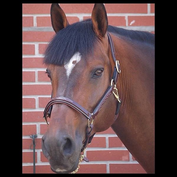 Dyon DCollection 2in1 Lederhalfter Travel & Grooming*